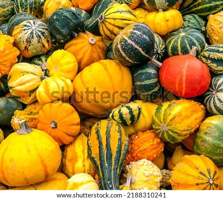 Similar – Image, Stock Photo Pumpkins Food Vegetable