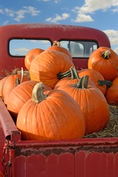 Pumpkins On Back Of Vintage Pickup Truck 
