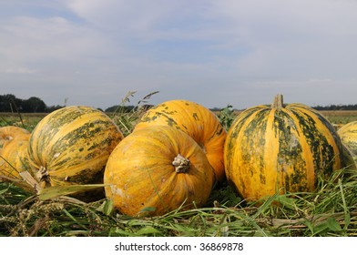 pumpkins on a field