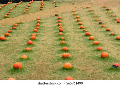 Pumpkins on field.