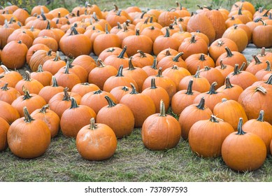 Pumpkins on the field