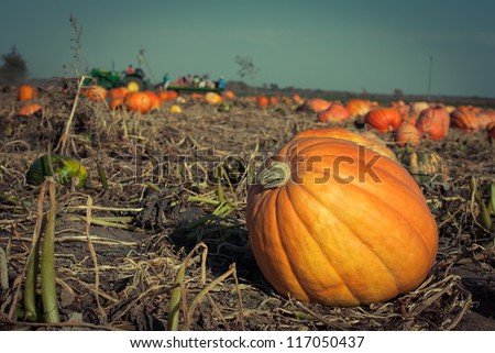 Pumpkins on a field under a great cloudscape. Toned picture with a shallow DOF.