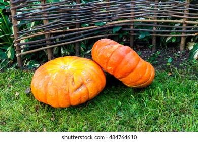 Pumpkins on the grass