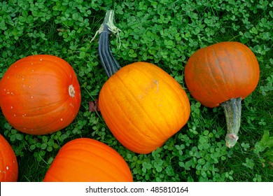 pumpkins on grass