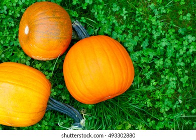 pumpkins on grass