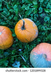 Pumpkins on  the ground. Beautiful rustic style photography. Nature background.