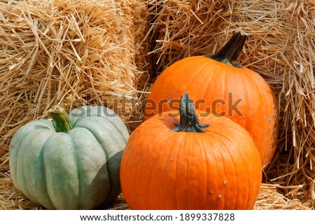 pumpkins on haystack Foxborough MA USA