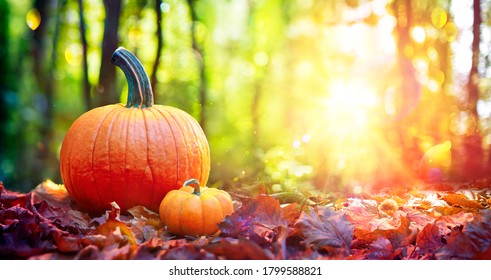Pumpkins On Red Leaves In Autumn Forest With Defocused Sunset Background - Powered by Shutterstock
