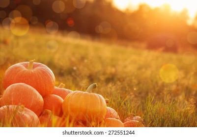 pumpkins outdoor