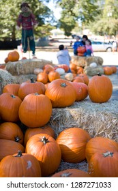 Pumpkins At The Patch With Hail Bails All Around.