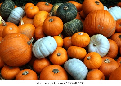 Pumpkins. A pile of pumpkins and squashes