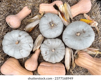 pumpkins placed on a bed of straw at an autumn culinary festival.