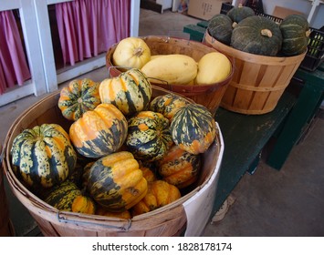 Pumpkins Are Placed In Wooden Barrels. Utica, NY, USA. September 15, 2015.