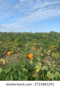 Pumpkins. Pumpkin Patch. Green. Orange. Sky. Blue. Clouds. Nature. Outdoors.