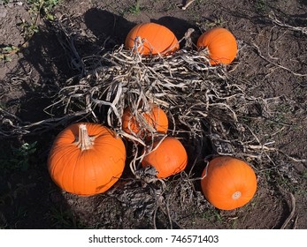 Pumpkins ready to be picked off the field.