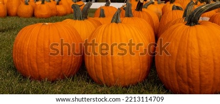 pumpkins in a row. Halloween concept background 