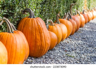Pumpkins in a row, one bigger, diagonal