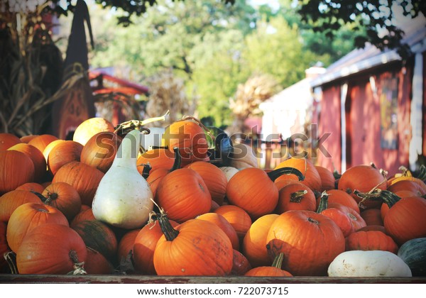 Pumpkins Sale American Farm Barns Autumn Stock Photo Edit Now