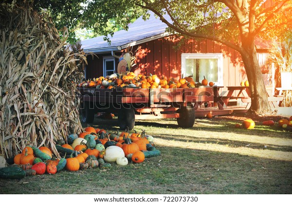 Pumpkins Sale American Farm Barns Autumn Stock Photo Edit Now