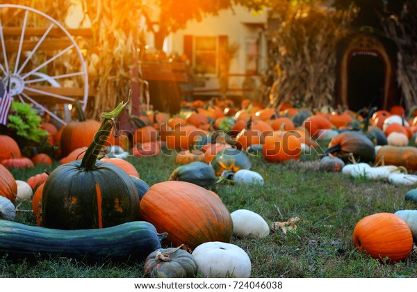 Pumpkins Sale American Farm Barns Autumn Stock Photo Edit Now