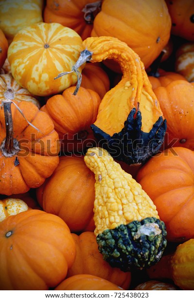 Pumpkins Sale American Farm Barns Autumn Food And Drink