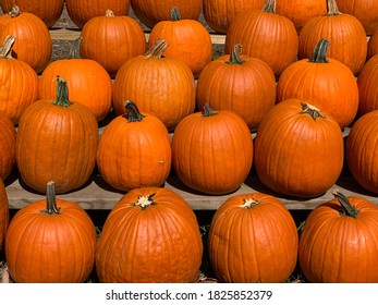 Pumpkins For Sale At A Local Farm Stand