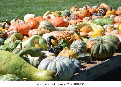 Pumpkins For Sale On A Country Farm Stand