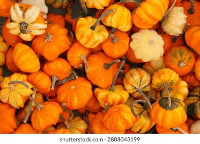 Pumpkins for sale at a pumpkin patch in Beaumont, Texas