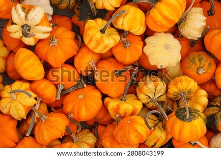 Pumpkins for sale at a pumpkin patch in Beaumont, Texas