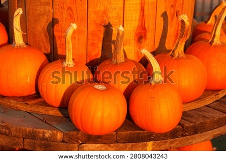 Pumpkins for sale at a pumpkin patch in Beaumont, Texas
