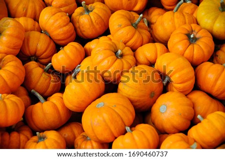 A lot of pumpkins to sell
