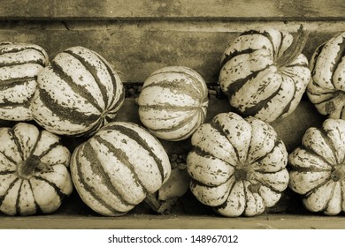 Pumpkins. Sepia version.