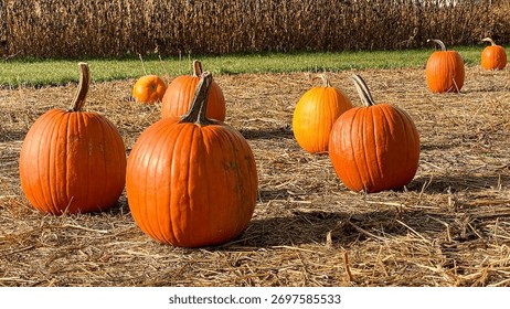 Pumpkins Sitting in the Cornfield