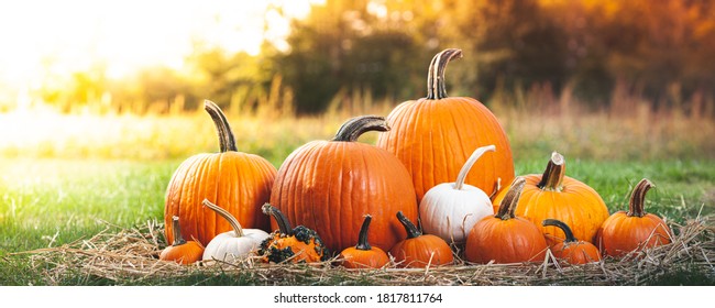 Pumpkins In Soft Autumn Sunlight - Powered by Shutterstock