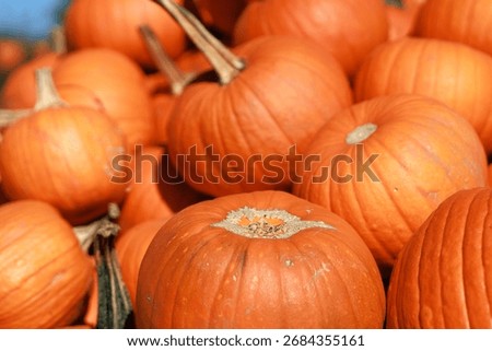 Pumpkins in stack. This image shows halloween celebration concept.