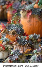 Pumpkins And Succulents And Fall Decor