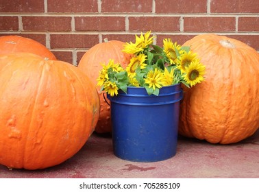 pumpkins and sunflowers