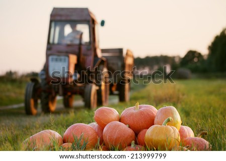 pumpkins and tractor in field