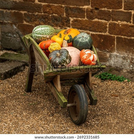 pumpkins in a wheel barrow 