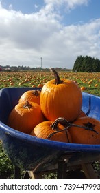 Pumpkins In Wheel Borrow 