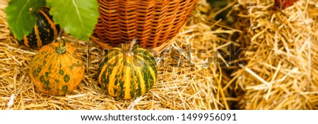 pumpkins in a wicker basket