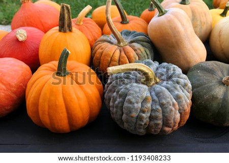 Pumpkins and winter squashes