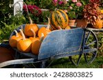 Pumpkins in a wooden wheel barrow in the historic village of deerfield, massachussetts, new england, united states of america, north america