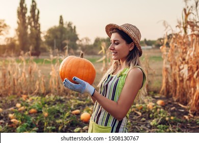 Pumpkins. Young woman farmer picking autumn crop of pumpkins on farm. Agriculture. Thanksgiving and Halloween