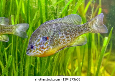 A Pumpkinseed In An Aquarium