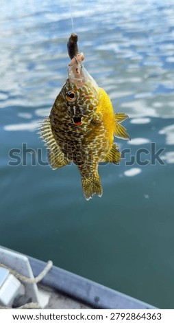 A pumpkinseed bream caught with worm and hook while fishing on the lake.