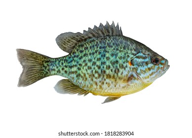 Pumpkinseed Fish. Fresh Alive Freshwater Sunfish Isolated On White Background