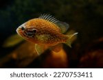The pumpkinseed (Lepomis gibbosus)  North American Freshwater fish