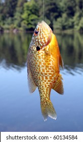 Pumpkinseed Sunfish