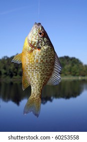 Pumpkinseed Sunfish